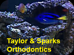Taylor and Sparks saltwater tank with blue tang fish in Charleston WV
